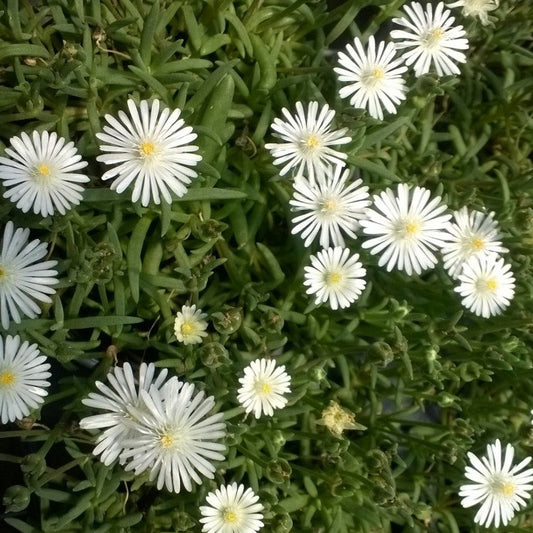 Delosperma Jewel of Desert Series 'Moonstone' PP23491  Iceplant - 4.5"