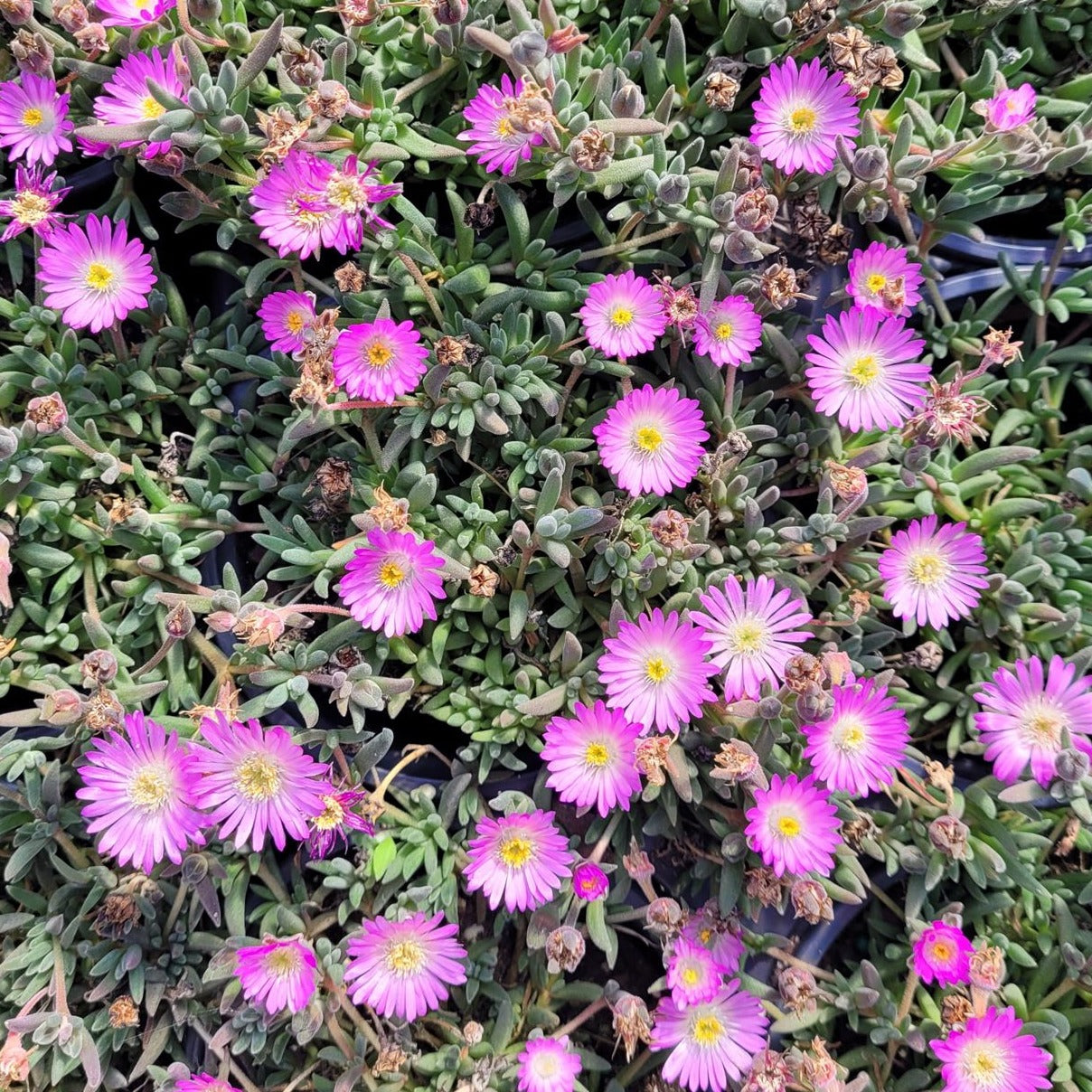 Delosperma Jewel of Desert Series 'Opal' PP27056 Iceplant - 4.5"