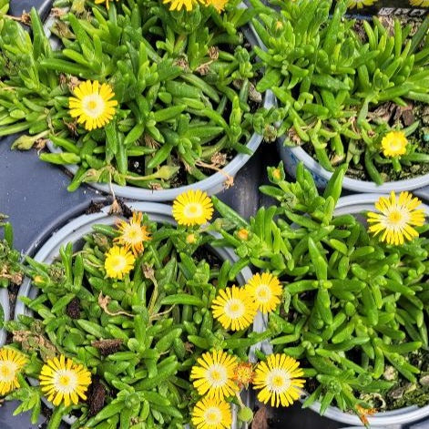 Delosperma Jewel of Desert Series 'Peridot' PP23566 Iceplant - 4.5"