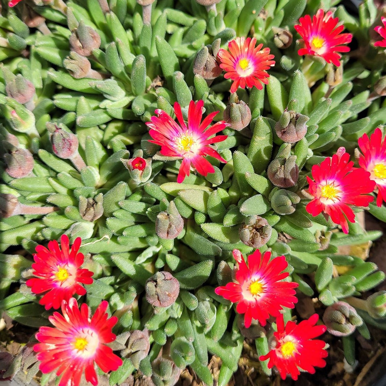 jewel of the desert succulent Delosperma Jewel of Desert 'Sunstone' PP30294 Iceplant