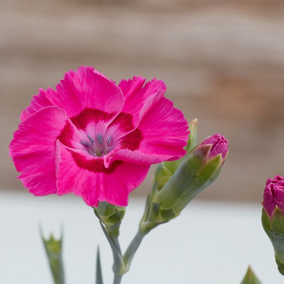 Dianthus American Pie™ 'Bumbleberry Pie' PP30245 - #1