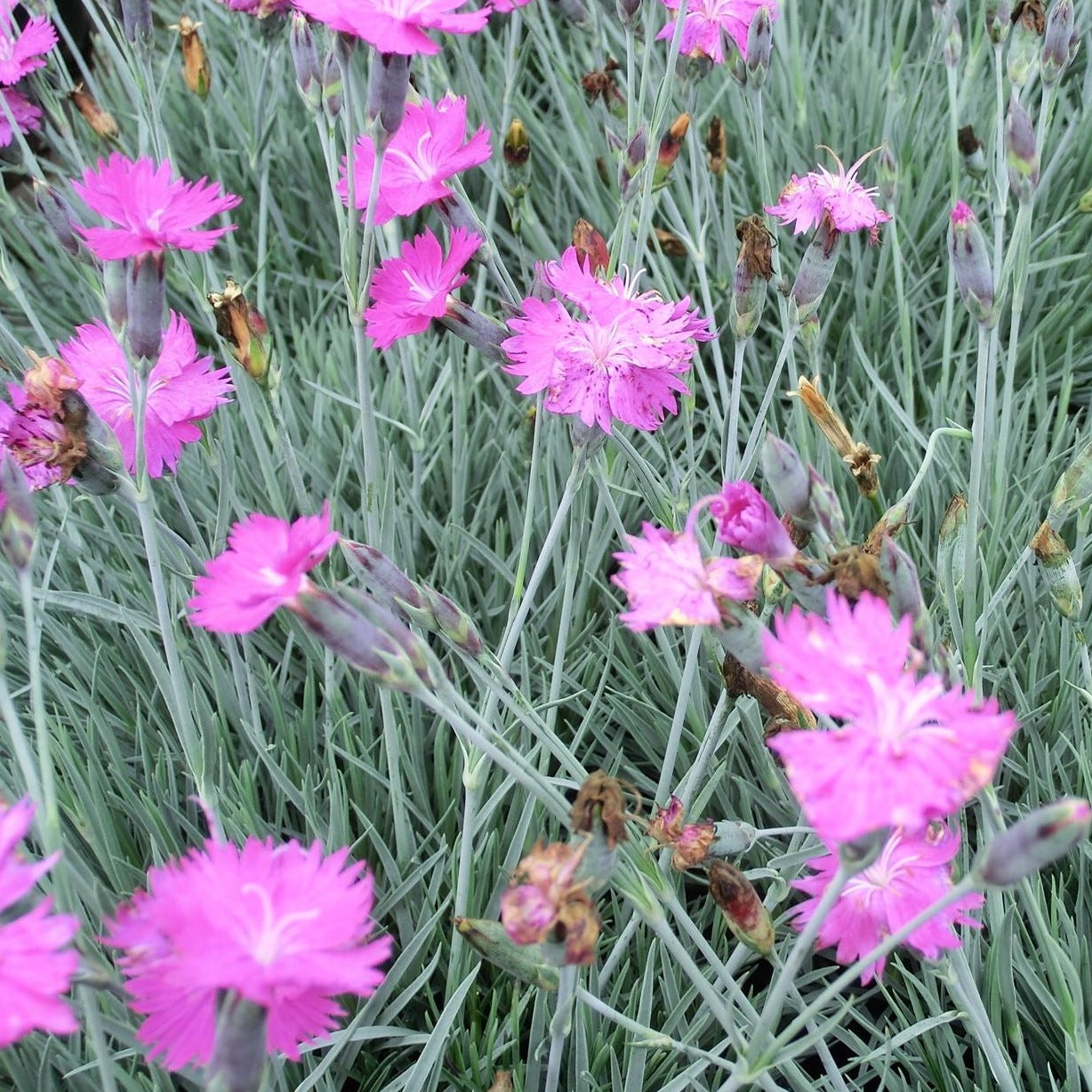 Dianthus 'Firewitch' - #1