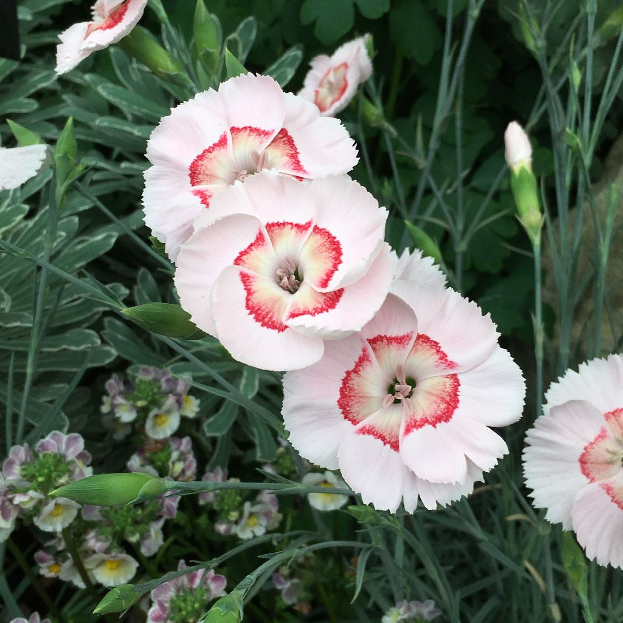 Dianthus American Pie™ 'Georgia Peach Pie' PP29900 - #1