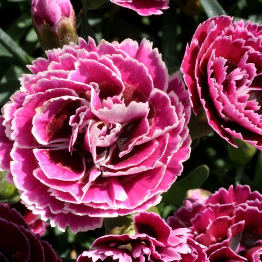Dianthus 'SuperTrouper™ Magenta White' - Qt.