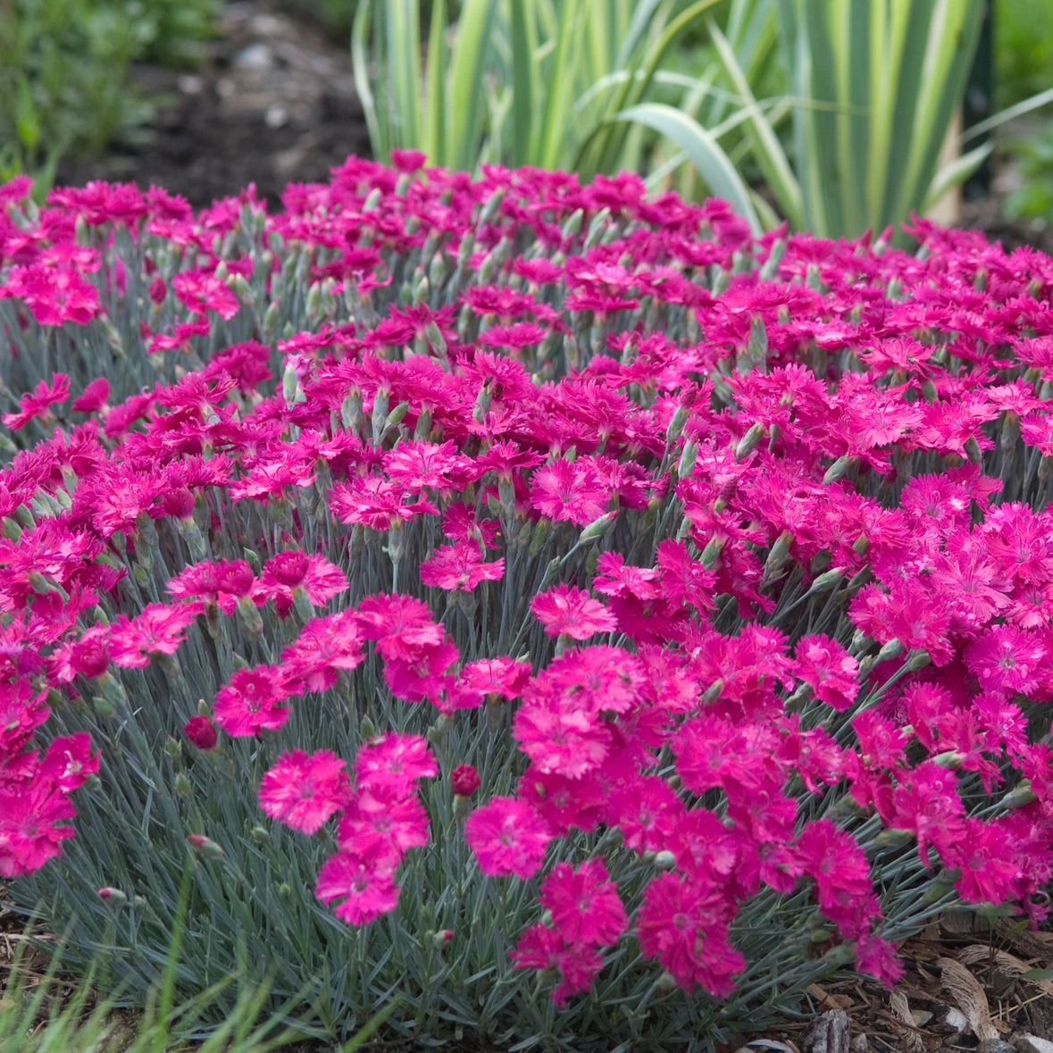 Dianthus x 'Neon Star' PP14549 - #1