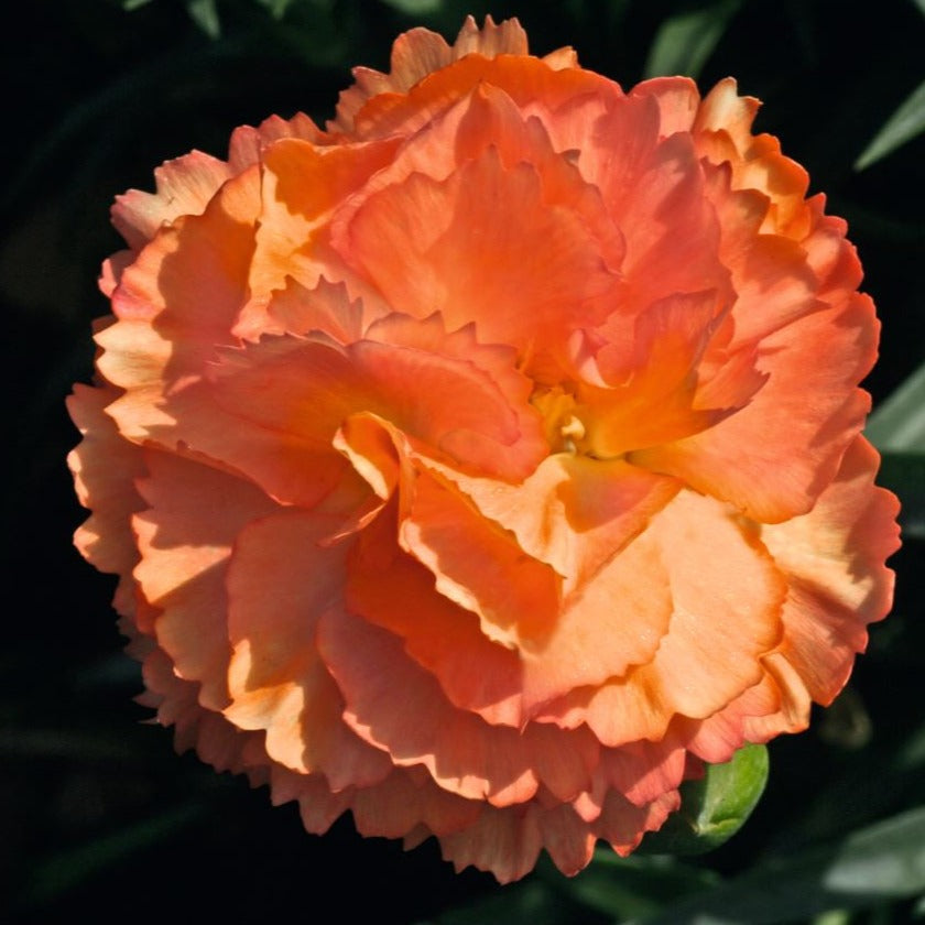 Dianthus 'SuperTrouper™ Orange' - Qt.