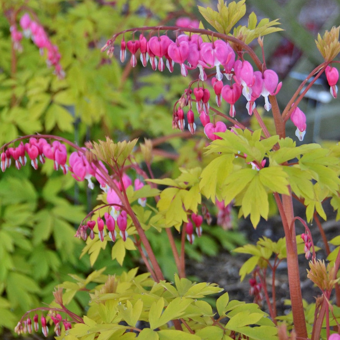 Dicentra spectabilis 'Gold Heart' - #1