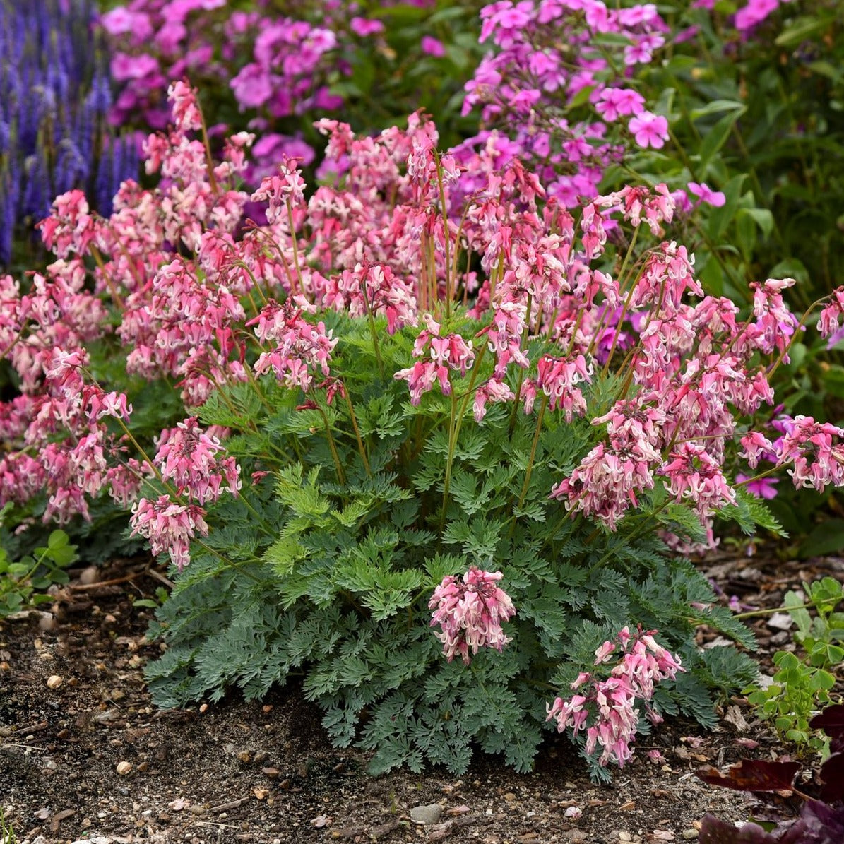 Dicentra 'Pink Diamonds' PP32380 PW® - #1