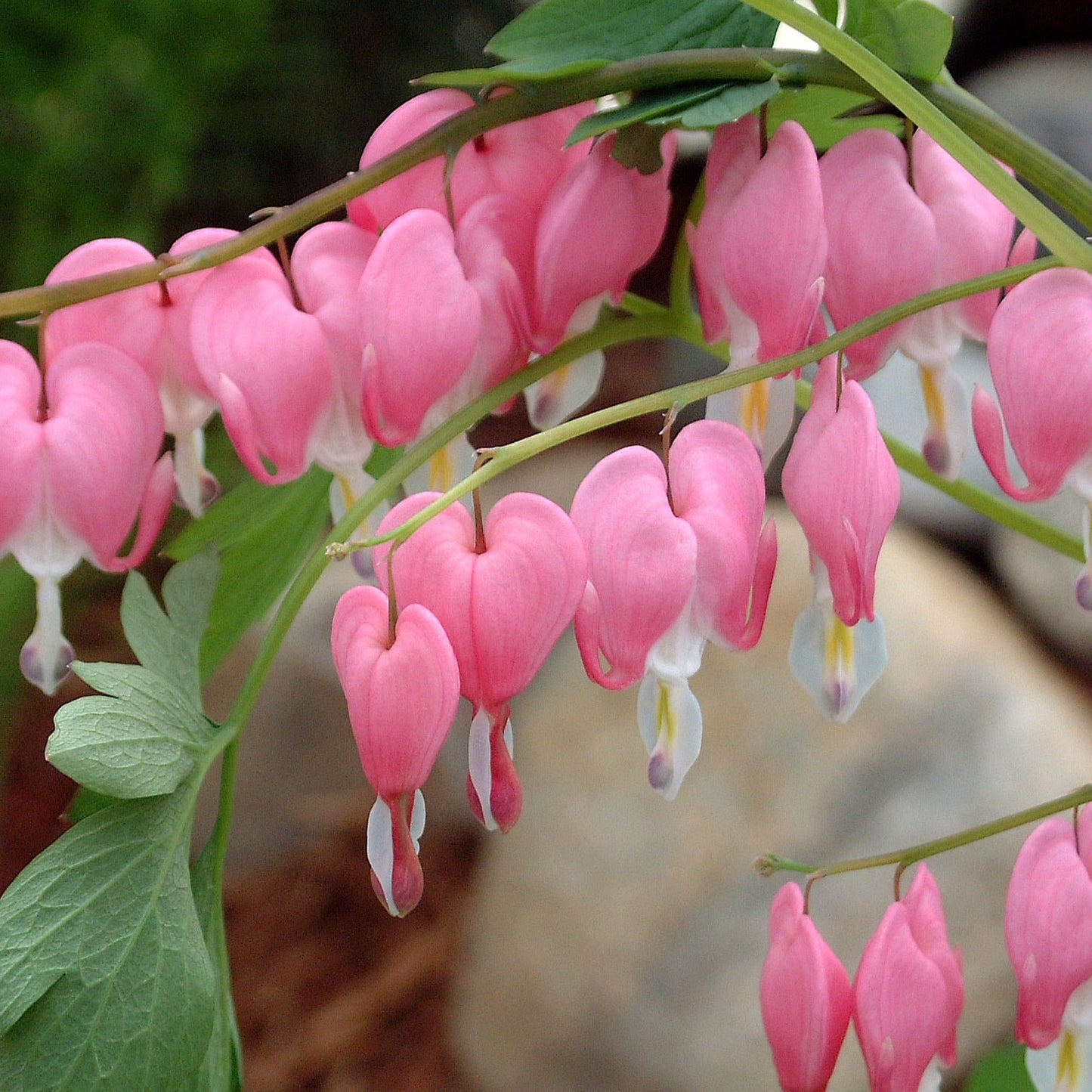 Dicentra spectabilis Bleeding Heart - #1
