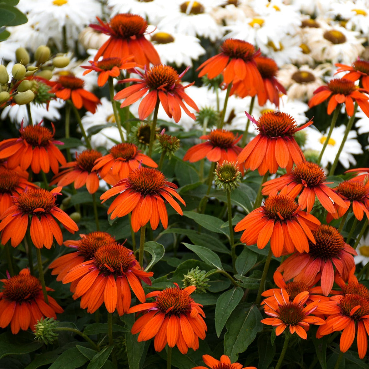 Echinacea 'Sombrero Adobe Orange' PP25523 Coneflower - #1