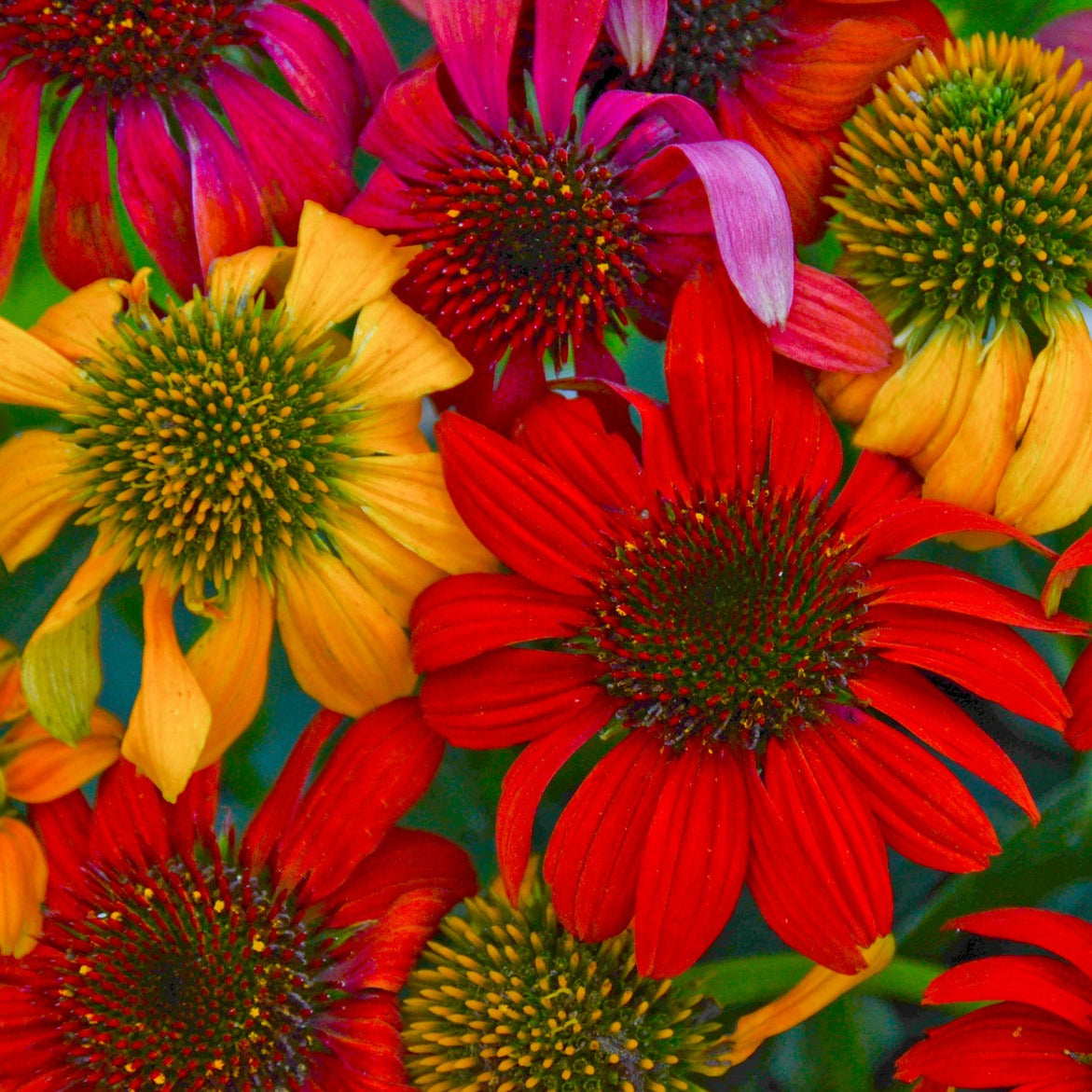 Echinacea 'Cheyenne Spirit' Coneflower - Qt.
