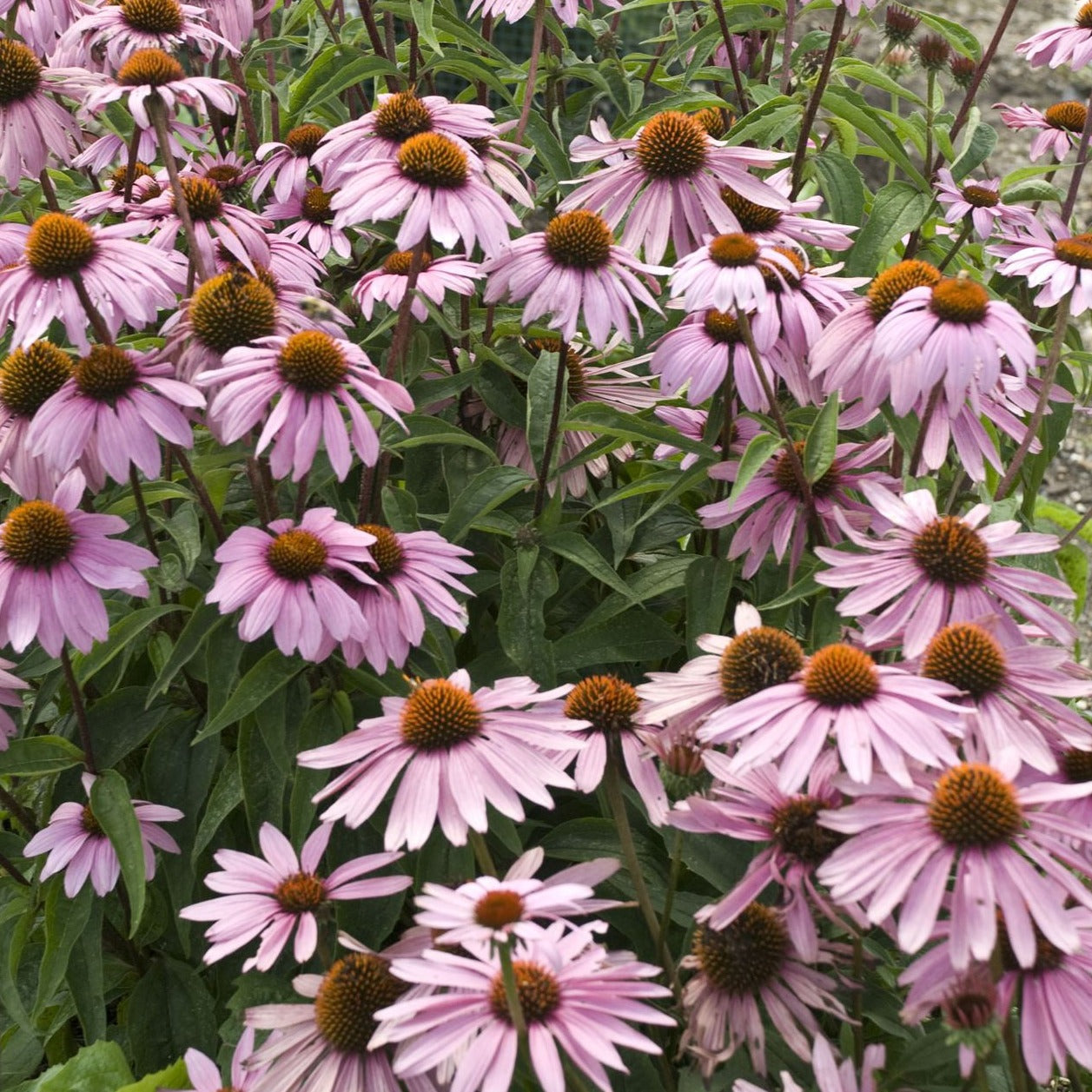 Echinacea purpurea 'Magnus' Coneflower - #1