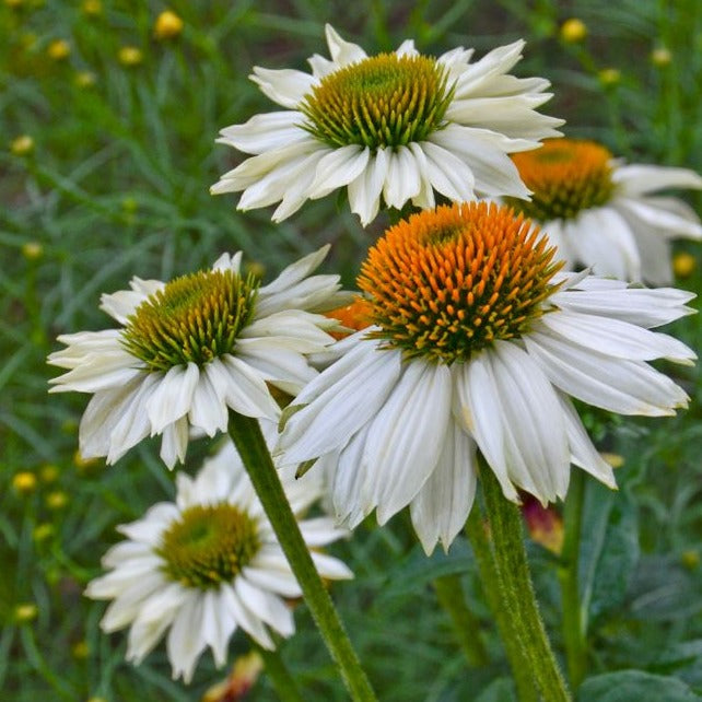 Echinacea purpurea Pow Wow White - #1