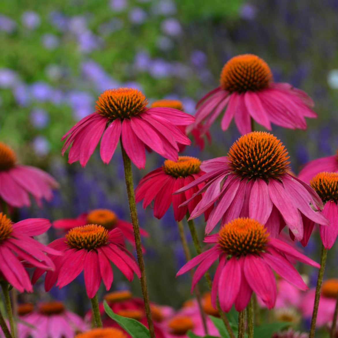 Echinacea purpurea 'Pow Wow Wild Berry' Coneflower - Qt.