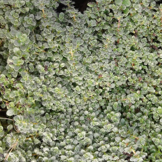 Thymus serpyllum 'Elfin'  Creeping Thyme - 4.5"
