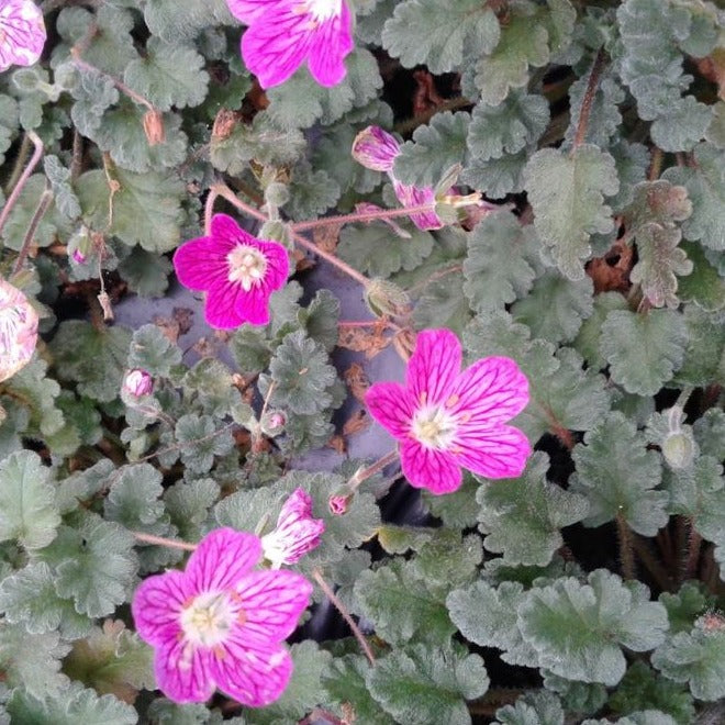 Erodium variable 'Bishop's Form' - 4.5"