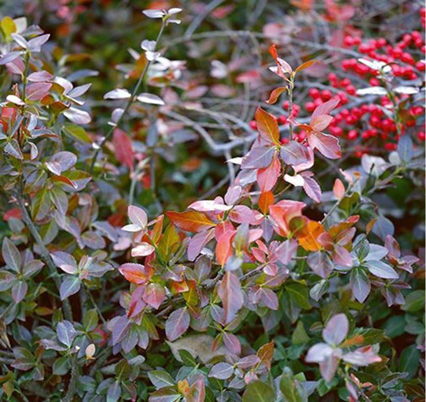 Euonymus fortunei ‘Coloratus‘ Purple Wintercreeper - 3.5"