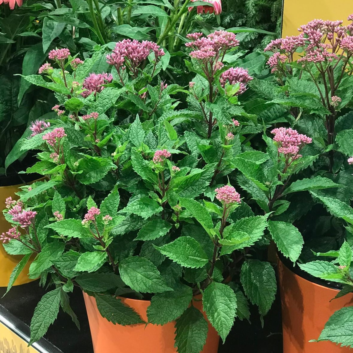 Eupatorium purpureum 'Euphoria Ruby' PP31668 - #1