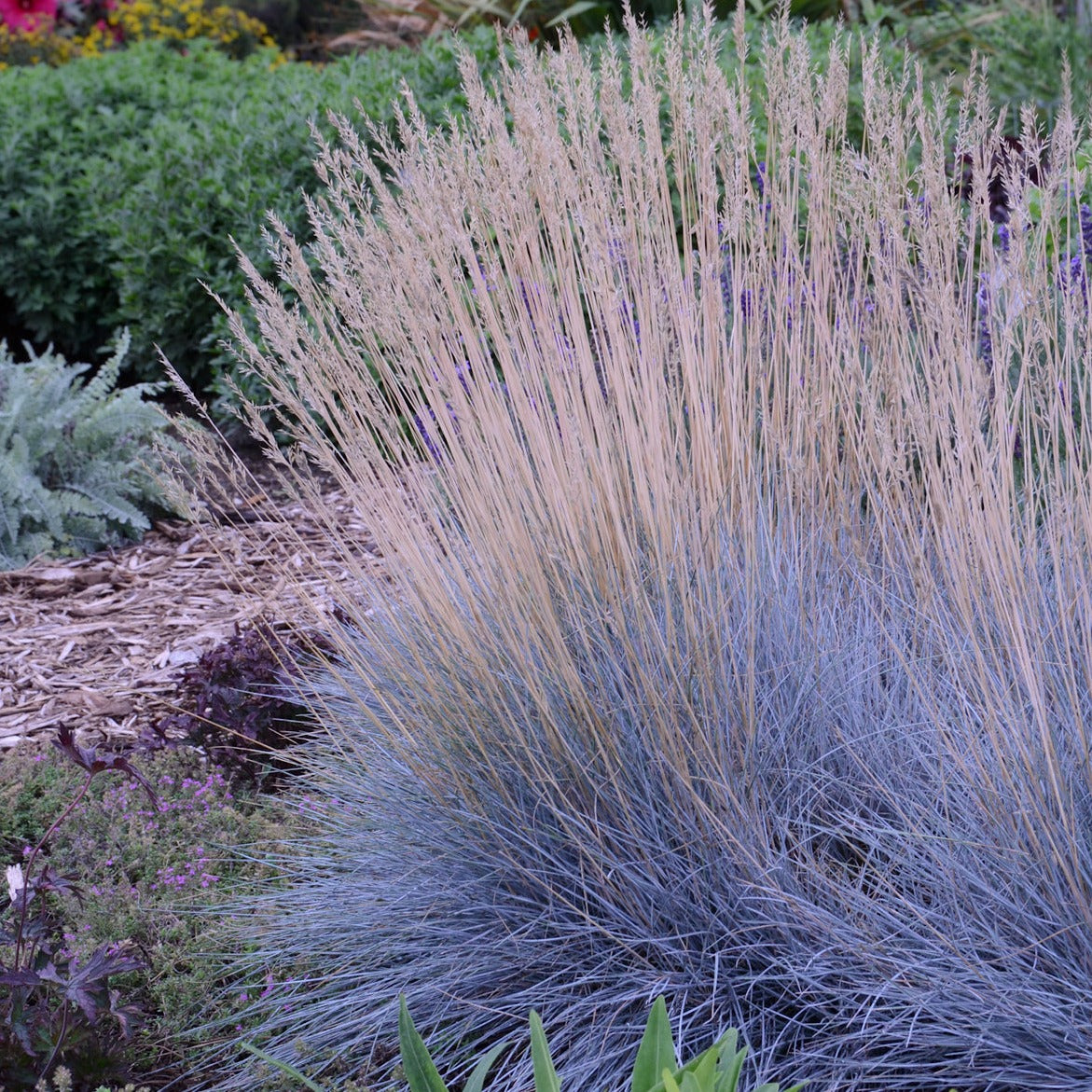 Grass: Festuca glauca Blue Fescue - #1