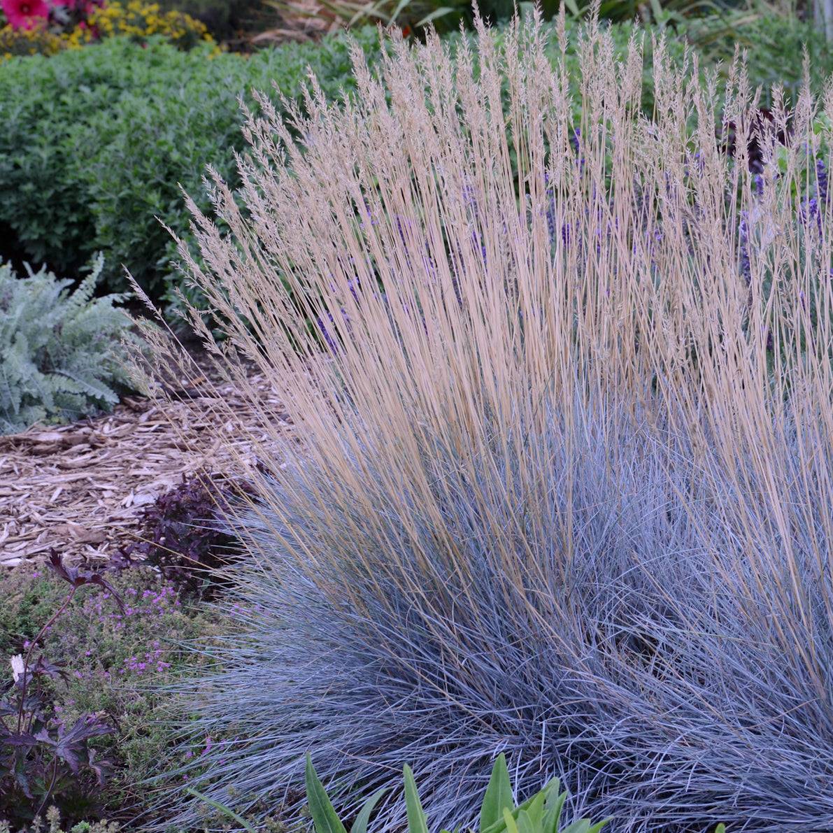 Grass: Festuca glauca  Blue Fescue - Qt.