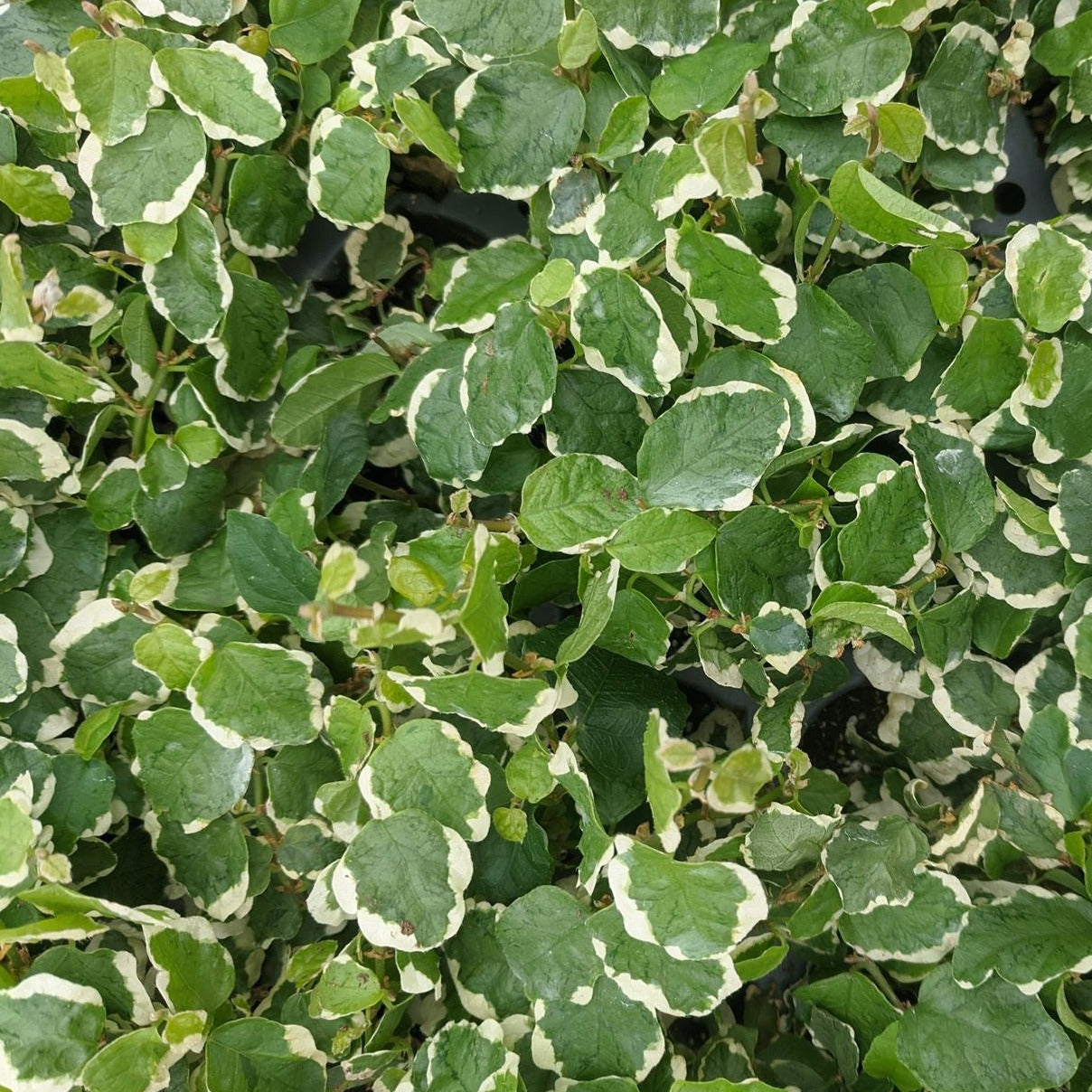 Ficus pumila ‘Variegata‘  Variegated Creeping Fig - 4.5"