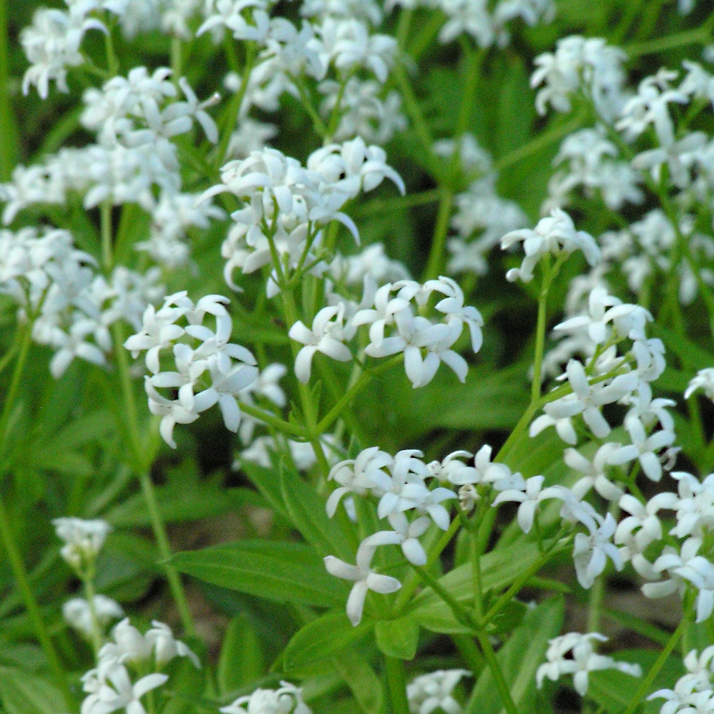 Galium odoratum Sweet Woodruff - Qt.