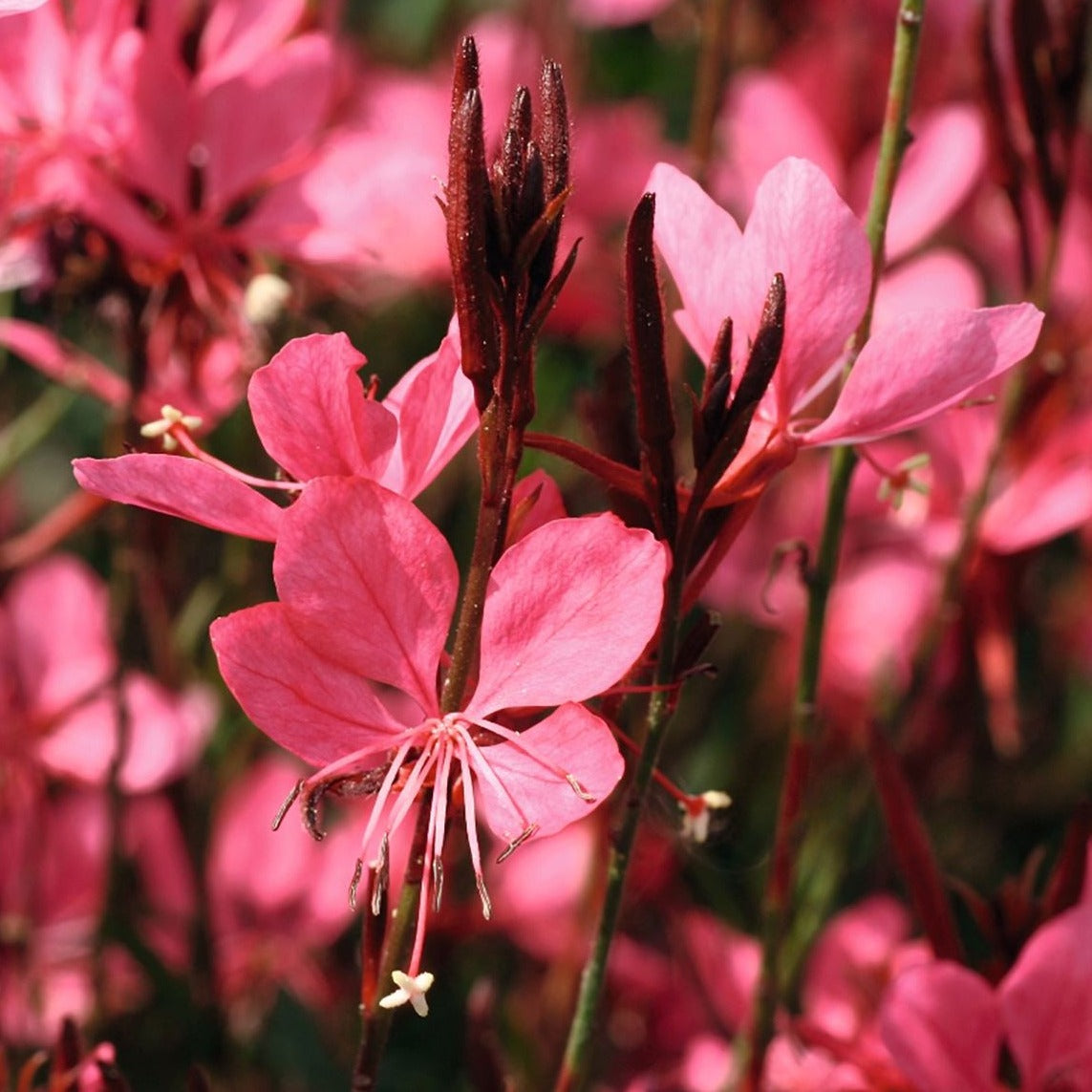 Gaura Belleza™ Series 'Dark Pink' PPAF - #1