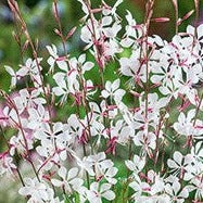Gaura lindheimeri 'Whirling Butterflies' PP19376 - #1