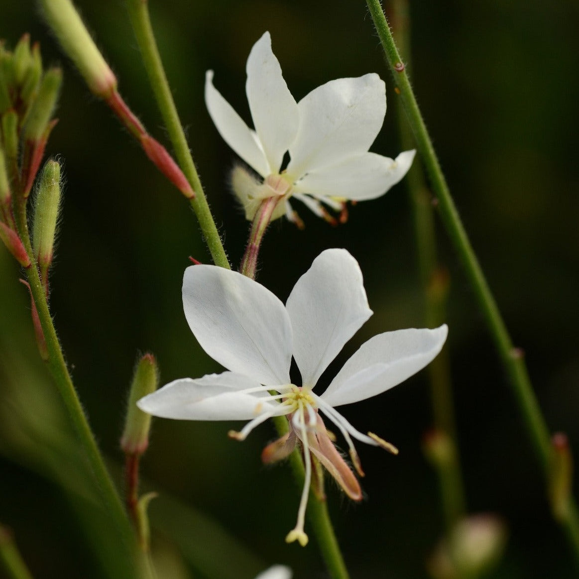 Gaura Belleza™ Series 'White' PP23440 - #1