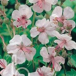 Geranium x cantabrigiense 'Biokovo' - Qt.