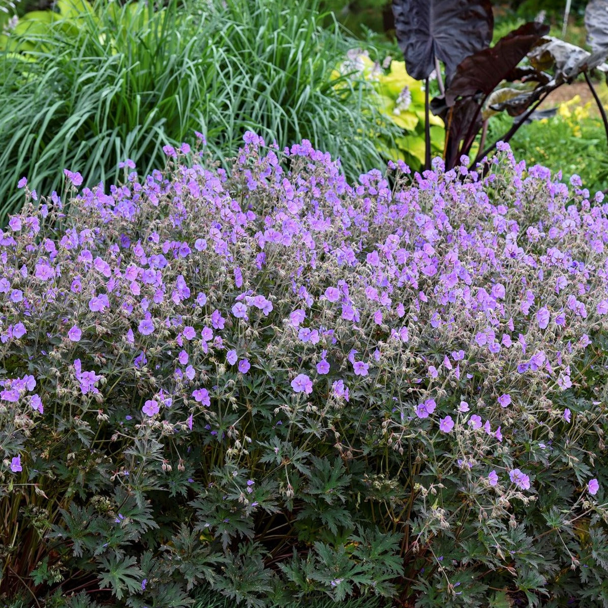 Geranium pratense ‘Boom Chocolatta’ PP32026 PW® - #1