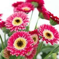 Gerbera 'Garvinea® Sweet Spice' Gerber Daisy - #1