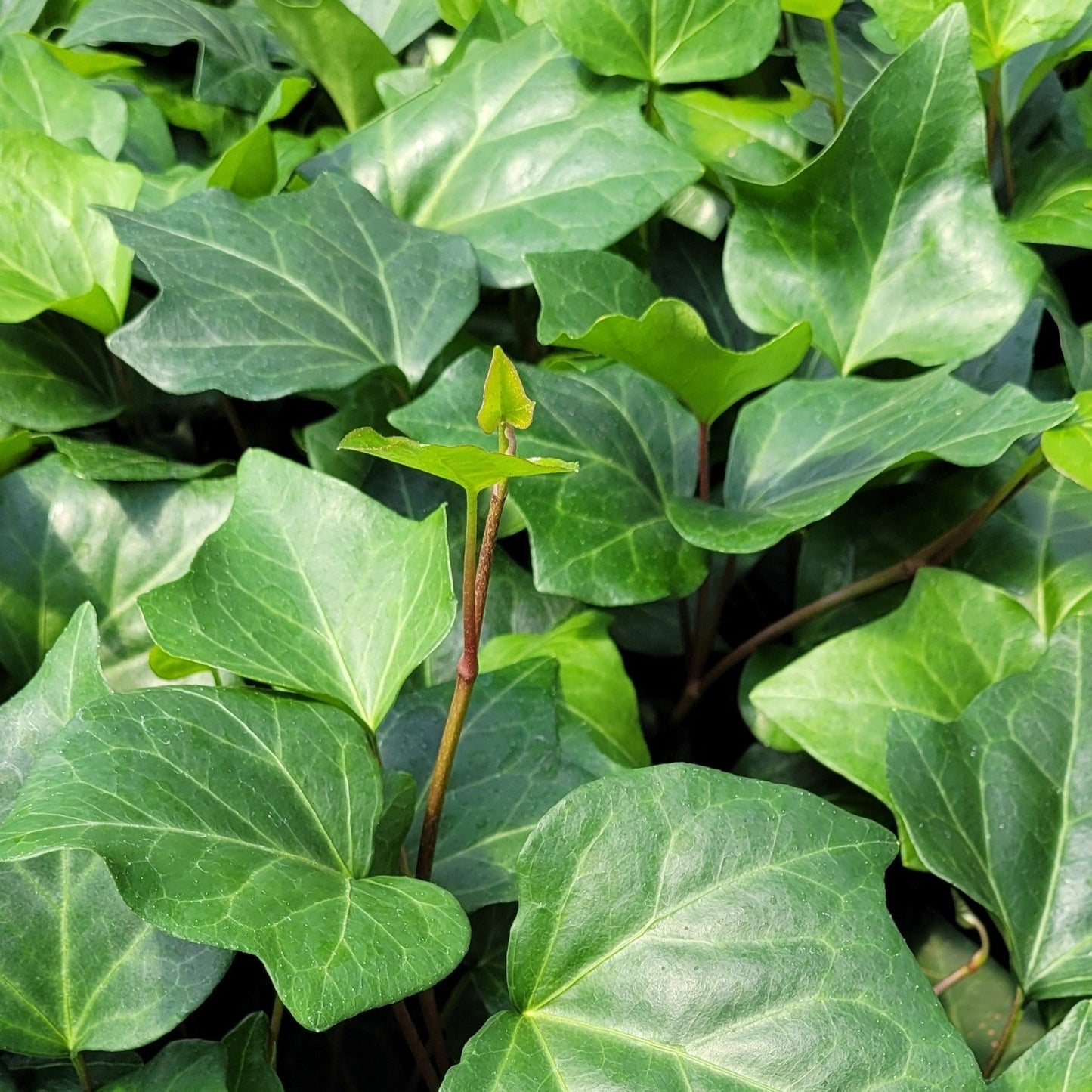 Hedera algeriensis  Algerian Ivy - 3.5"