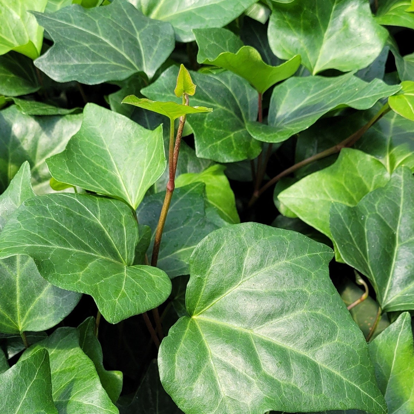 Hedera algeriensis  Algerian Ivy - 4"R