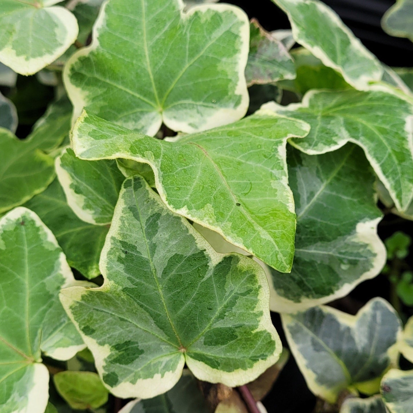 Hedera helix 'Anne Marie' Ivy - 4"R