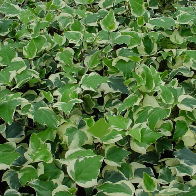 Hedera algeriensis 'Gloire de Marengo' Variegated Algerian Ivy - 3.5"