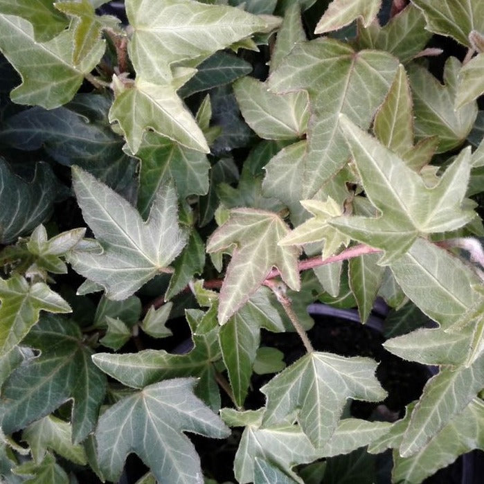 Hedera helix 'Needlepoint' - 4"R