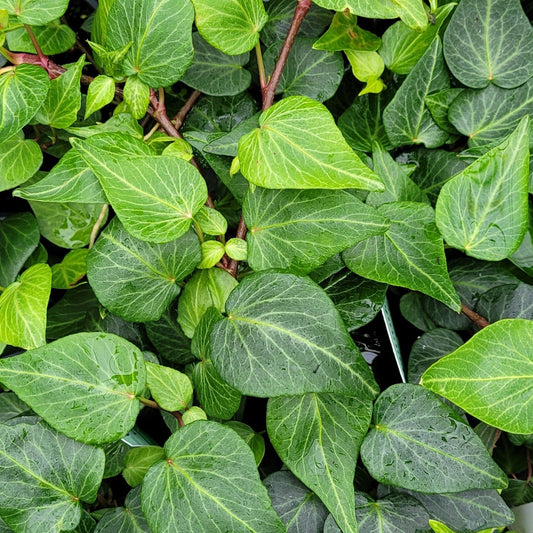 Hedera helix 'Teardrop' - 4"R