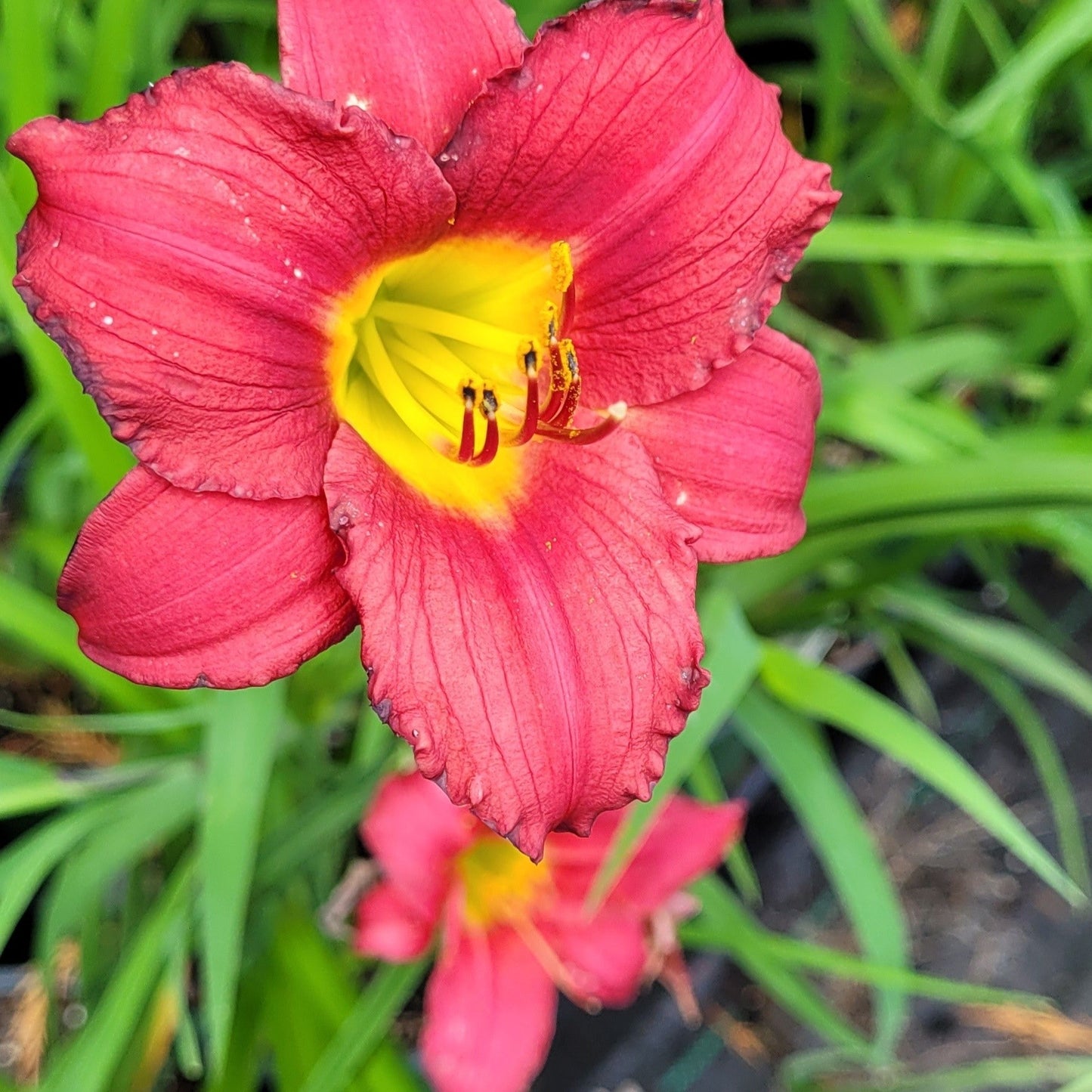 Hemerocallis 'Chicago Apache' Daylily (red) - #1