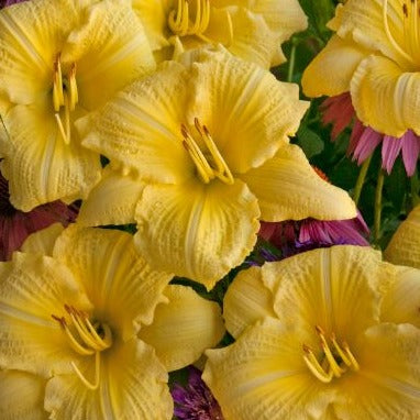 Hemerocallis Rainbow Rhythm™ 'Going Bananas' PP17164 PW® - #1