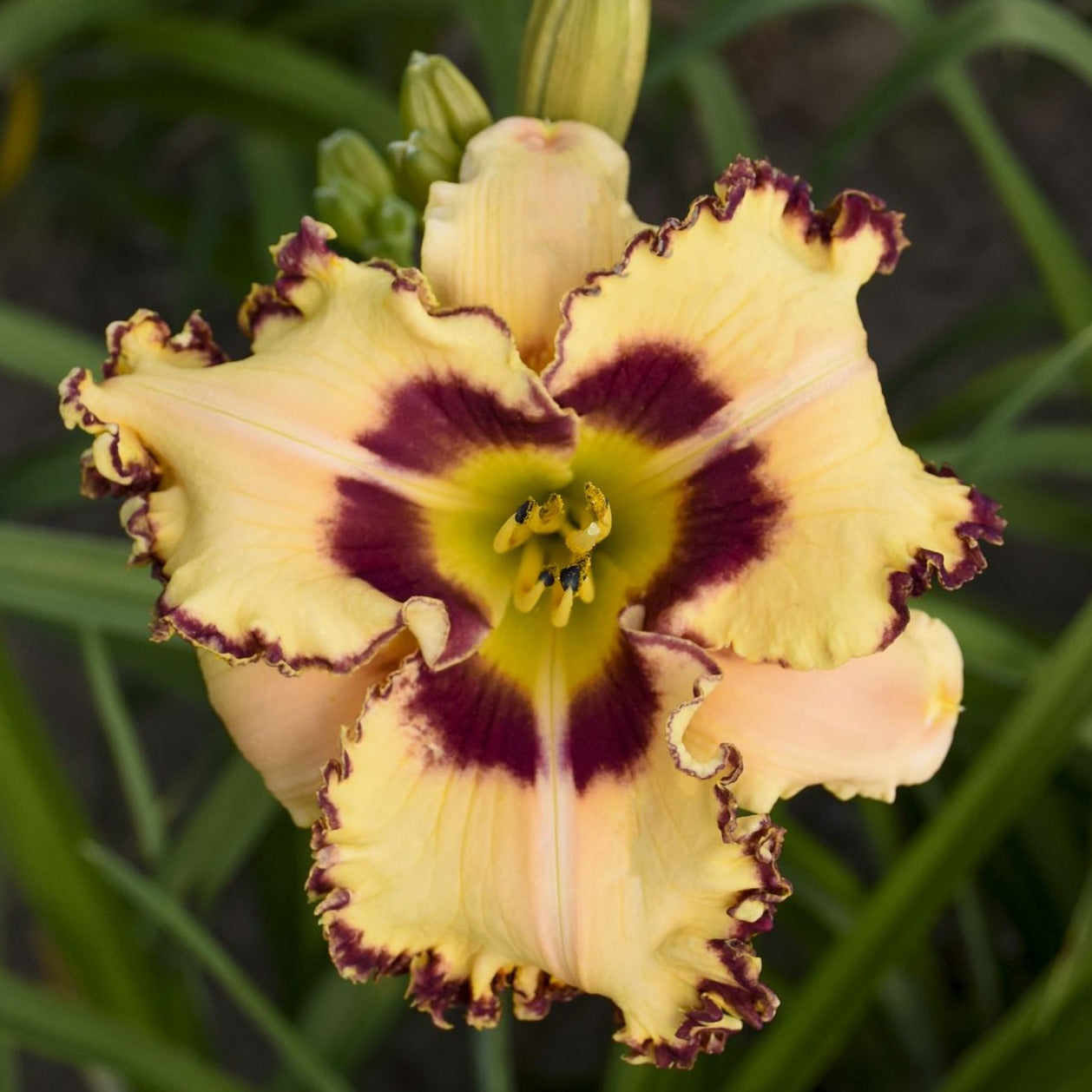 Hemerocallis Rainbow Rhythm™ 'King of the Ages' PW® Daylily - #1