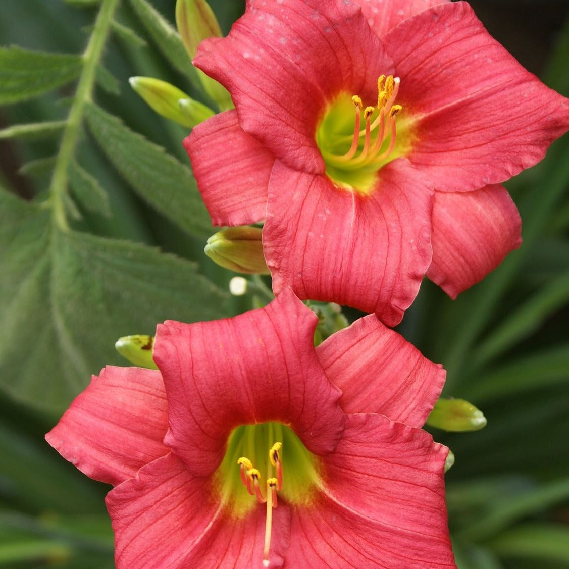 Hemerocallis 'Little Business' - #1