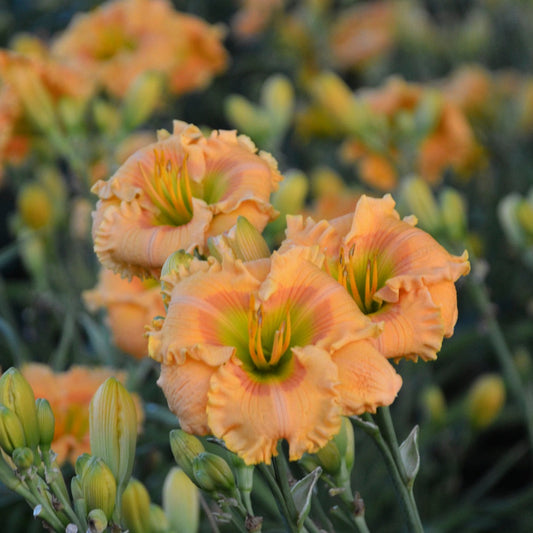 Hemerocallis Rainbow Rhythm™ 'Orange Smoothie' PW® Daylily - #1