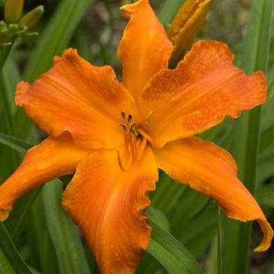 Hemerocallis Rainbow Rhythm™ 'Primal Scream' PW® - #1