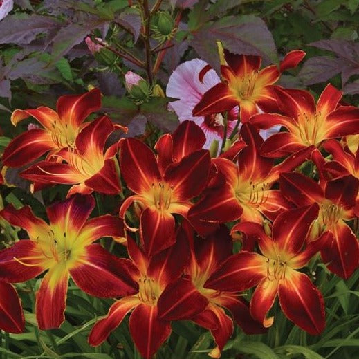 Hemerocallis Rainbow Rhythm™ 'Ruby Spider' PW® - #1