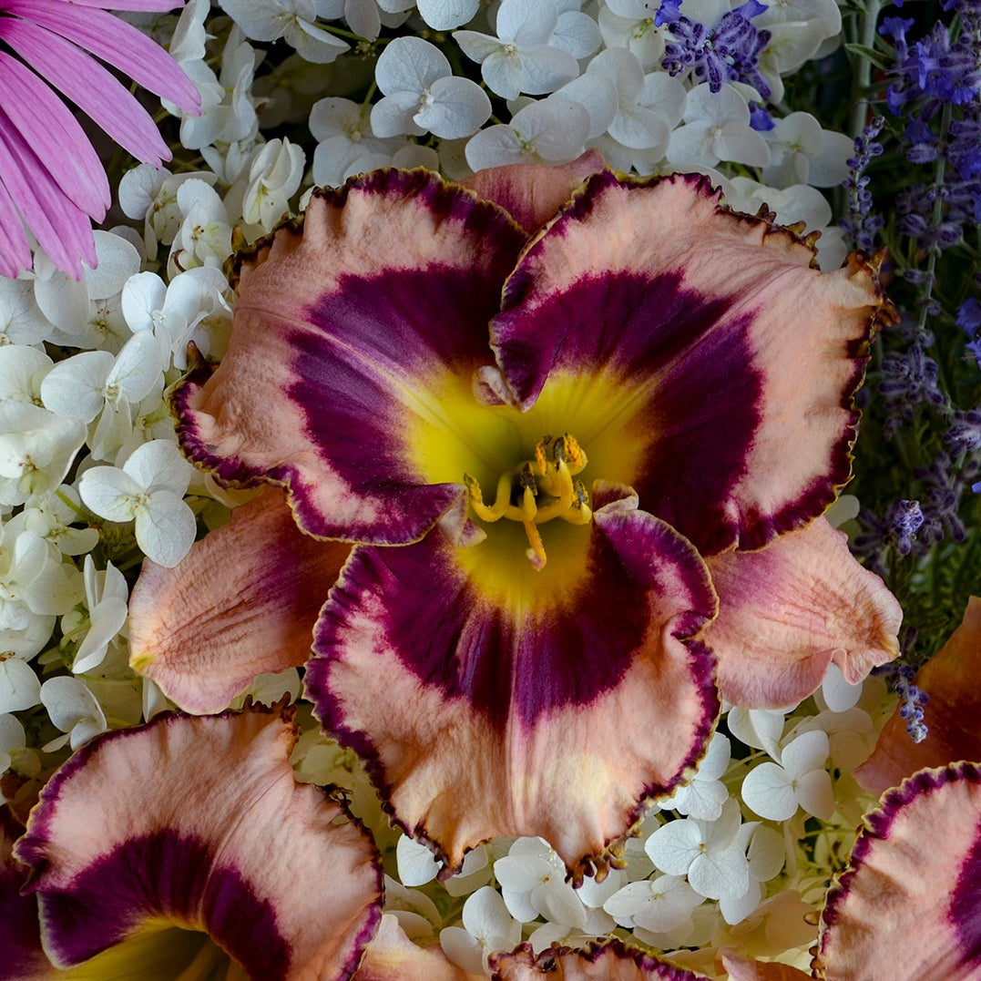 Hemerocallis Rainbow Rhythm™ 'Sound of My Heart' PP33314 PW® - #1