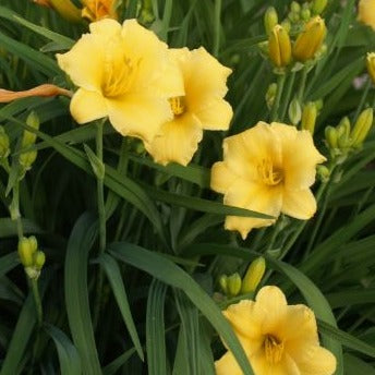 Hemerocallis 'Stella de Oro' Daylily - #1