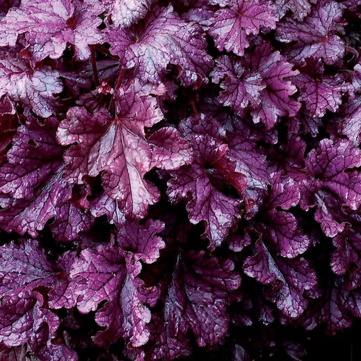 Heuchera 'Forever Purple' PP26358 Coral Bells - #1
