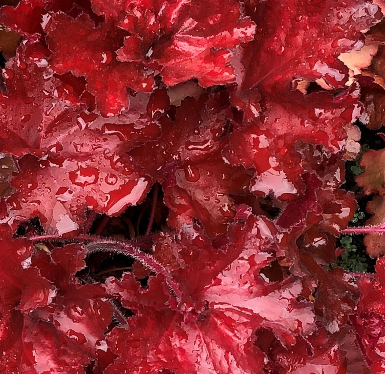 Heuchera 'Forever Red' PP29644 Coral Bells - #1