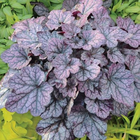Heuchera x villosa 'Grape Expectations' PP26894 Coral Bells - #1